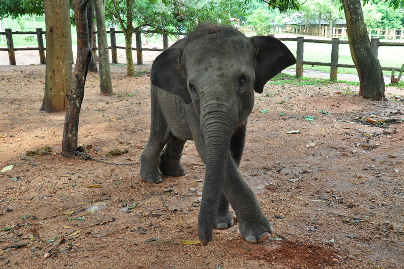 Sri Lanka, Pinnawela Elephant Orphanage